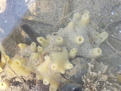 Hymeniacidon perlevis