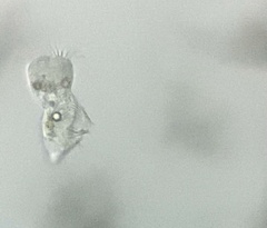 Strobilidium