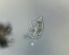 Strobilidium