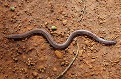 Amphisbaena vermicularis