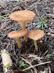 Infundibulicybe squamulosa