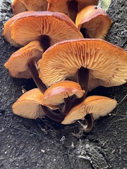 Flammulina velutipes