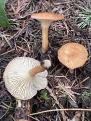 Infundibulicybe squamulosa