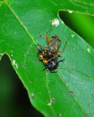 Closterotomus biclavatus