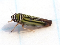 Tylozygus bifidus