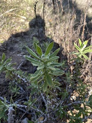 Pseudognaphalium biolettii