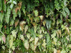 Cranfillia deltoides