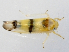 Empoa gillettei