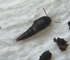 Sepedophilus