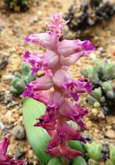 Lachenalia carnosa