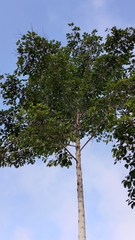 Neolamarckia cadamba