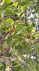 Neolamarckia cadamba