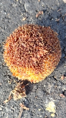 Neolamarckia cadamba