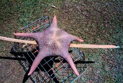 Pentaceraster gracilis