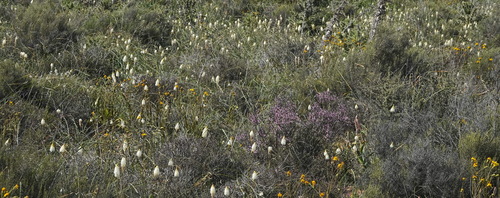 Image of Bulbinella eburniflora by (c) desertnaturalist, some rights reserved (CC BY)