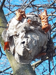 Dolichovespula maculata