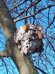 Dolichovespula maculata