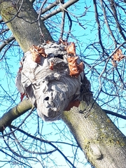 Dolichovespula maculata