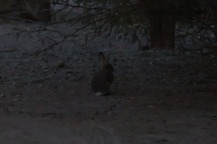 Sylvilagus audubonii