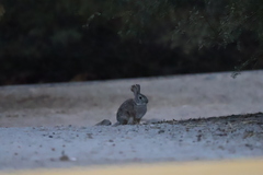 Sylvilagus audubonii