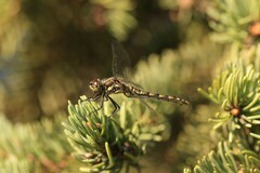 Sympetrum danae