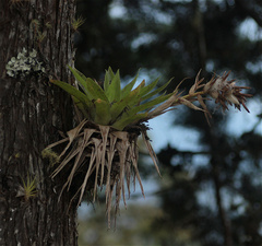 Tillandsia biflora