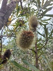 Banksia aemula