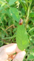 Endocephalus lineatus
