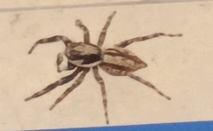 Menemerus bivittatus