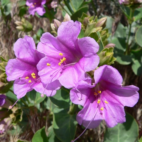 Colorado four o'clock (Mirabilis multiflora)