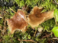 Infundibulicybe squamulosa