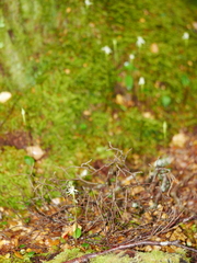 Adenochilus gracilis