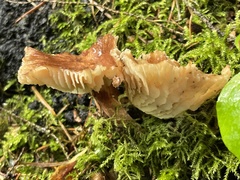 Infundibulicybe squamulosa