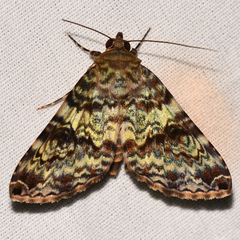 Coenipeta phasis