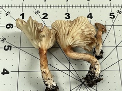 Infundibulicybe squamulosa