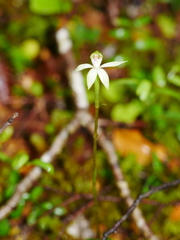 Adenochilus gracilis