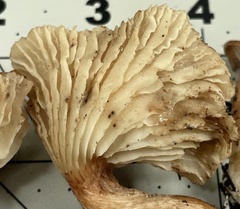 Infundibulicybe squamulosa