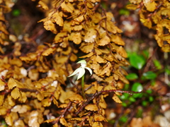 Adenochilus gracilis