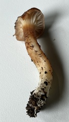 Infundibulicybe squamulosa