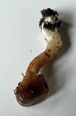 Infundibulicybe squamulosa