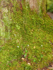 Adenochilus gracilis