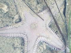Astropecten armatus