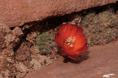 Aylostera steinmannii