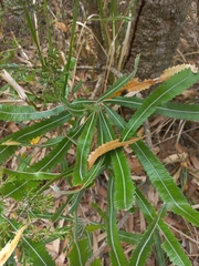 Banksia aemula
