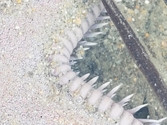 Astropecten armatus