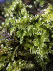 Ctenidium