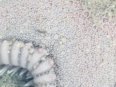 Astropecten armatus