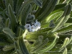 Cryptantha intermedia