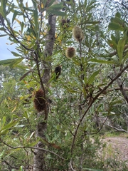 Banksia aemula