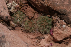 Aylostera steinmannii